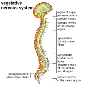 Main Organs - NervousSystem101